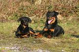 BEAUCERON - ADULTS and PUPPIES 071